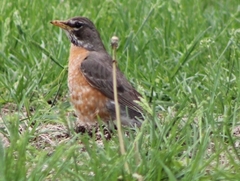 Turdus migratorius
