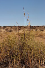 Sesamum triphyllum