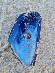 Choromytilus meridionalis