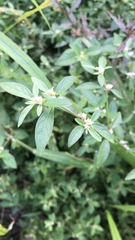 Alternanthera bettzickiana