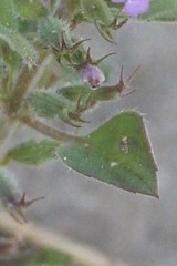 Clinopodium graveolens