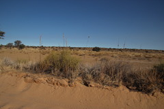 Sesamum triphyllum