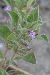Clinopodium graveolens