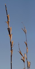 Sesamum triphyllum