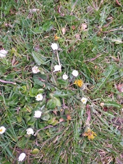 Bellis perennis