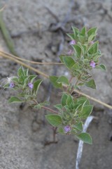 Clinopodium graveolens