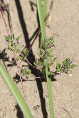 Clinopodium graveolens