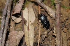 Pterostichus transversalis