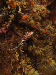 Cratena capensis image