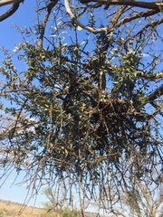 Agelanthus natalitius