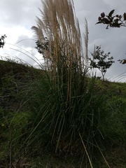 Cortaderia nitida