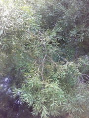 Afrocarpus falcatus