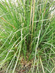 Cortaderia nitida