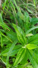 Baccharis punctulata
