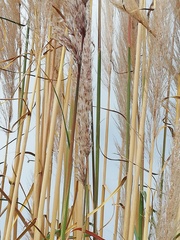 Cortaderia nitida