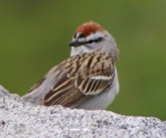 Spizella passerina