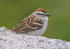 Spizella passerina