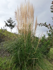 Cortaderia nitida