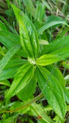 Baccharis punctulata