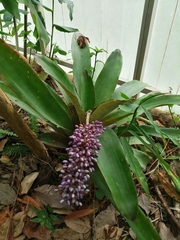 Aechmea lueddemanniana