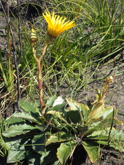 Berkheya herbacea