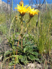 Berkheya herbacea