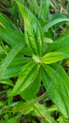 Baccharis punctulata