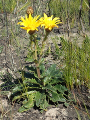 Berkheya herbacea