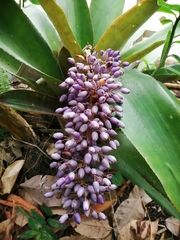 Aechmea lueddemanniana