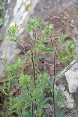 Potentilla pedata
