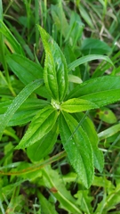Baccharis punctulata