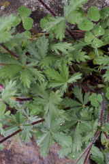 Potentilla pedata