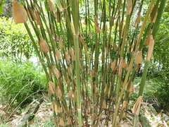 Melocanna baccifera