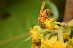 Ptilotrigona