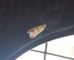Tegostoma baphialis