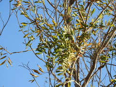 Thouinidium decandrum