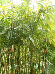 Melocanna baccifera