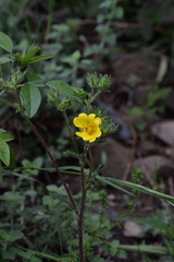 Potentilla pedata