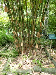 Melocanna baccifera
