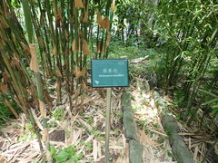 Melocanna baccifera
