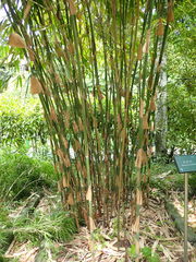 Melocanna baccifera