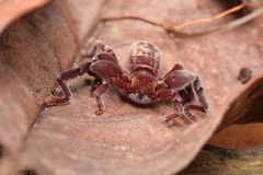 Cryptocellus