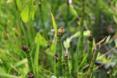 Equisetum palustre