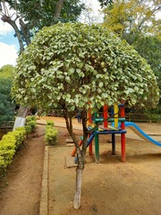 Aleurites moluccanus