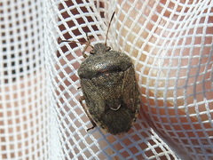 Hymenarcys nervosa