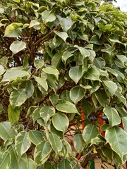 Aleurites moluccanus