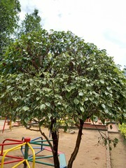 Aleurites moluccanus