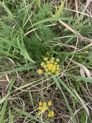Lomatium foeniculaceum