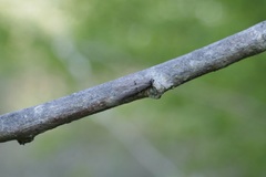 Wockia asperipunctella