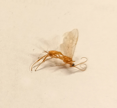 Meteorinae